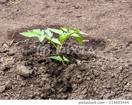 Tomato seedlings are planted in open ground. First leaves 114603444