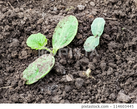 Cucumber seedlings are planted in open ground. First leaves Cucumber seedlings are planted in open ground. First leaves 114603445