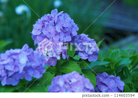 Hydrangea wet in the rain 114603594