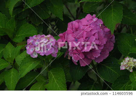 Pink hydrangea blooming on a sunny day during the rainy season 114603596