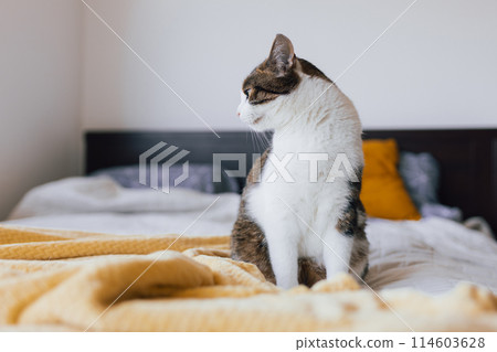 White with gray cat lies in bed at home, house comfort concept, indoor. Cope space. Adopt pets banner, full body. High quality photo 114603628