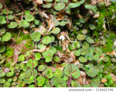 Saxifrage (1) Saxifrage (1) 114603746