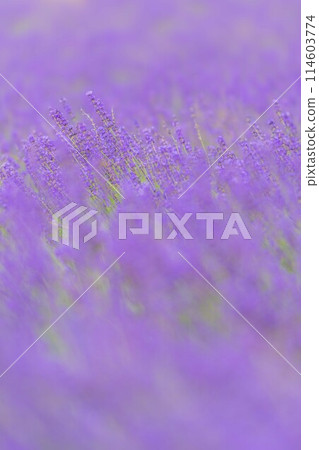 Lavender field Lavender field 114603774
