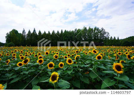 Sunflower Field 5054 114603797