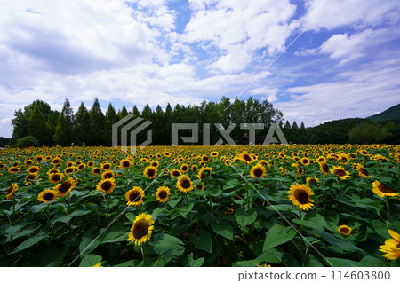 Sunflower Field 5067 114603800