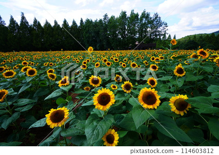Sunflower Field 5093 114603812