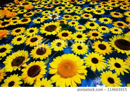 sunflower 4987 114603915
