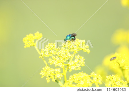 獎金魚 獎金魚 114603983