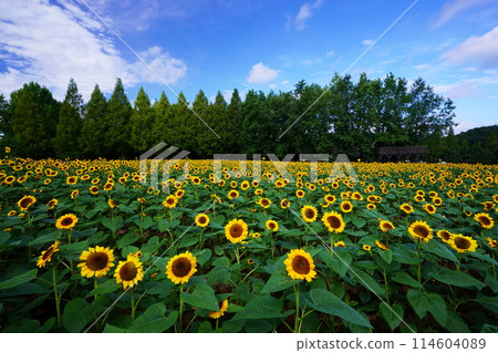 Sunflower field 4806 114604089