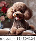 Scalp toy poodle 114604124