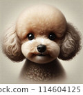 Toy poodle's serious face 114604125