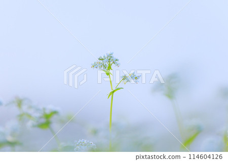 蕎麥花靜靜綻放 114604126