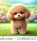 Cute toy poodle 114604127