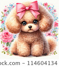 A cute toy poodle with a ribbon 114604134