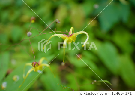 淫羊藿，花瓣深黃色，花萼蘋果皮色。花語的意思是「我不會讓你走」。它綻放得彷彿在空中行走。 114604171