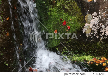 Japanese garden 114604208