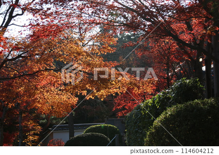 Autumn leaves 114604212