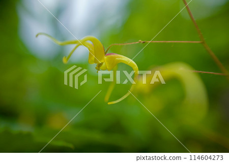 Epimedium has deep yellow petals and apple-skin-colored sepals. The flower language is "I'll never let you go." It blooms as if it is walking through the air. 114604273