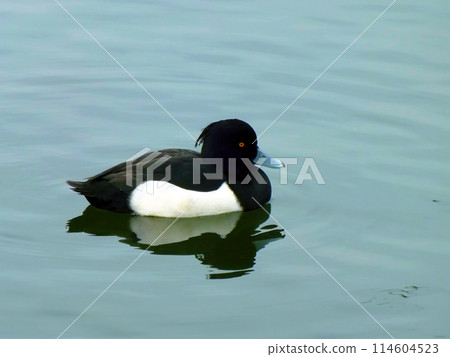 Tufted duck_02 114604523