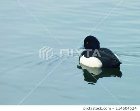 金黑尾_03 金黑尾_03 114604524