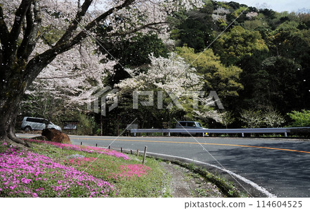 原原小櫻 114604525