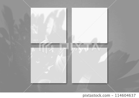 Natural light casts shadows from the plant on 4 square sheets of white textured paper lying on a gray background. Mockup Natural light casts shadows from the plant on 4 square sheets of white textured paper lying on a gray background. Mockup 114604637