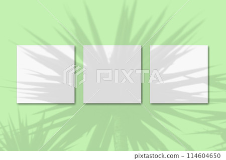 Natural light casts shadows from the plant on 3 square sheets of white textured paper lying on green background. Mockup 114604650