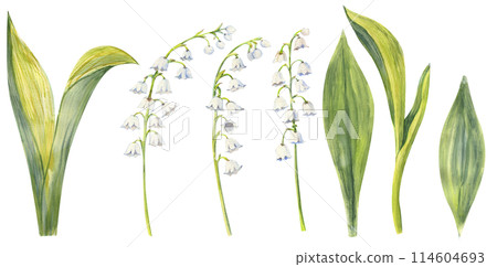 Lily of the valley set, hand drawn. Watercolor illustration of spring flowers 114604693