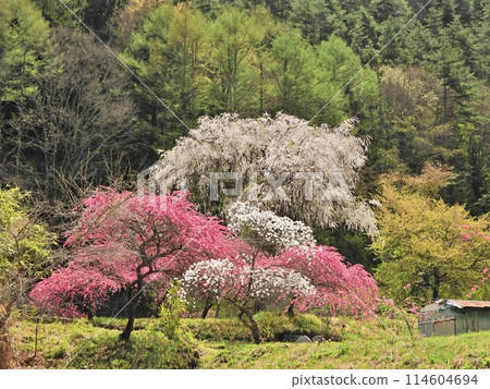 花桃之裡的大垂枝櫻花樹 114604694