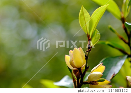 Flowers of the famous Karatane Ogatama tree Flowers of the famous Karatane Ogatama tree 114605122