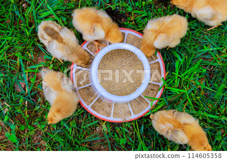 In countryside, flock of tiny chickens is eating from special feeder. 114605358