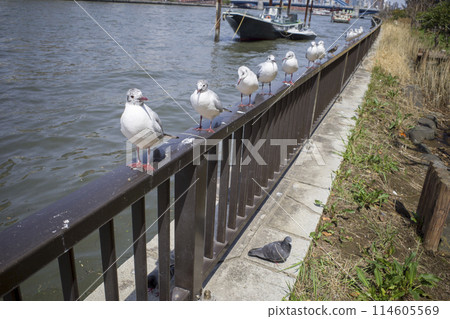 Seagulls lined up along the Sumida River 114605569