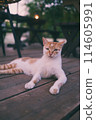 Stray cat cooling off 114605991