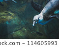 Aquarium penguin 114605993