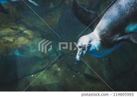 Aquarium penguin 114605993