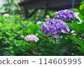 Hydrangea purple 114605995