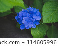 Hydrangea 114605996