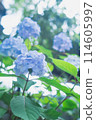 Blue hydrangea 114605997