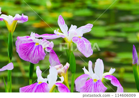 優雅美麗的鳶尾花 優雅美麗的鳶尾花 114606009