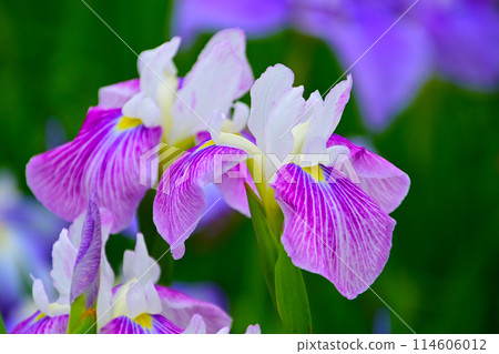 優雅美麗的鳶尾花 114606012