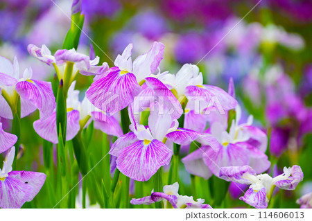 優雅美麗的鳶尾花 114606013