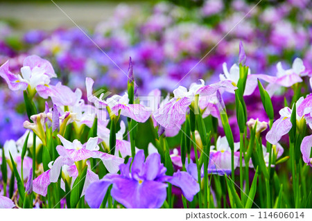 優雅美麗的鳶尾花 114606014
