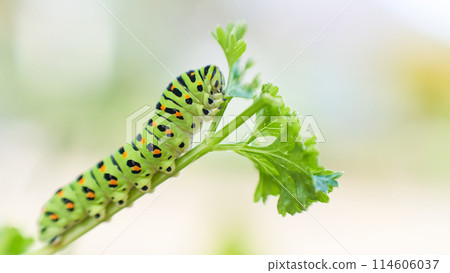 A swallowtail butterfly larva silently munching on parsley leaves A swallowtail butterfly larva silently munching on parsley leaves 114606037