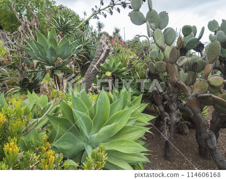 View of cacti and succulent plants in famous Tropical Botanical Gardens in Funchal town, Jardim Botanico da Madeira was opened to the public in 1960. Funchal, Madeira, Portugal. 114606168