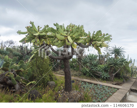 View of cacti and succulent plants in famous Tropical Botanical Gardens in Funchal town, Jardim Botanico da Madeira was opened to the public in 1960. Funchal, Madeira, Portugal. 114606170