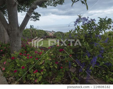 View of flowers in famous Tropical Botanical Gardens in Funchal town, Jardim Botanico da Madeira was opened to the public in 1960. Funchal, Madeira, Portugal. 114606182
