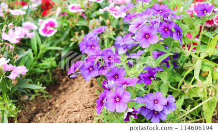 gardening gardening 114606194