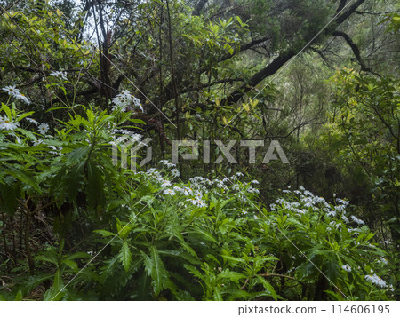 Wet rainy dense tropical laurel forest vegetation with ferns, moss and stones at Levada Caldeirao Verde and Caldeirao do Inferno hiking trail, Madeira island, Portugal 114606195