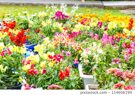五顏六色的花床 114606199