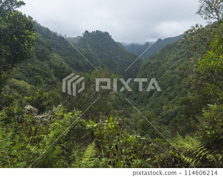 View of green hills, mountain landscape with dense tropical forest plants and vegetation at levada Caldeirao Verde and Caldeirao do Inferno hiking trail, Madeira, Portugal View of green hills, mountain landscape with dense tropical forest plants and vegetation at levada Caldeirao Verde and Caldeirao do Inferno hiking trail, Madeira, Portugal 114606214